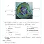 The Cell Structure And Organelles Worksheet with regard to Cell Structure And Function Worksheet