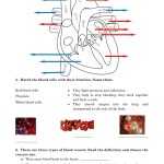 The Circulatory System Worksheet Answers in The Circulatory System Worksheet Answers