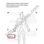The Circulatory System Worksheet.label – Esl Worksheet By With The Cardiovascular System Worksheet