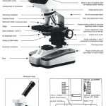 The Compound Light Microscope Worksheet With Parts Of A Microscope Worksheet