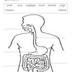 The Digestive System Online Pdf Exercise Inside Digestive System Worksheet Pdf