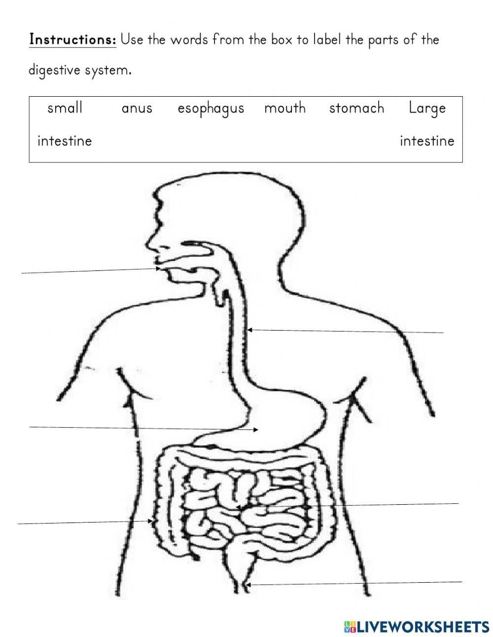 The Digestive System Online Pdf Exercise Inside Digestive System Worksheet Pdf
