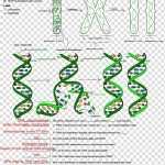 The Double Helix: A Personal Account Of The Discovery Of The Structure Of Dna Dna Replication Regarding Dna The Double Helix Worksheet