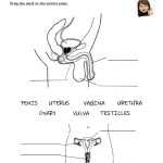 The Female Reproductive System Worksheet - Word Worksheet intended for The Female Reproductive System Worksheet