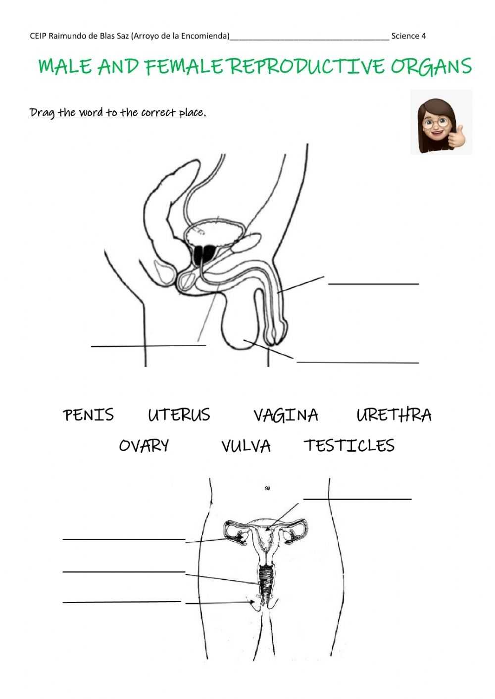 The Female Reproductive System Worksheet - Word Worksheet intended for The Female Reproductive System Worksheet