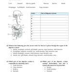 The Human Digestive System Worksheet Answers — Db Excel Regarding Digestive System Worksheet Answer Key