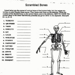 The Muscular System Worksheet Answers In Appendicular Skeleton Worksheet Answers