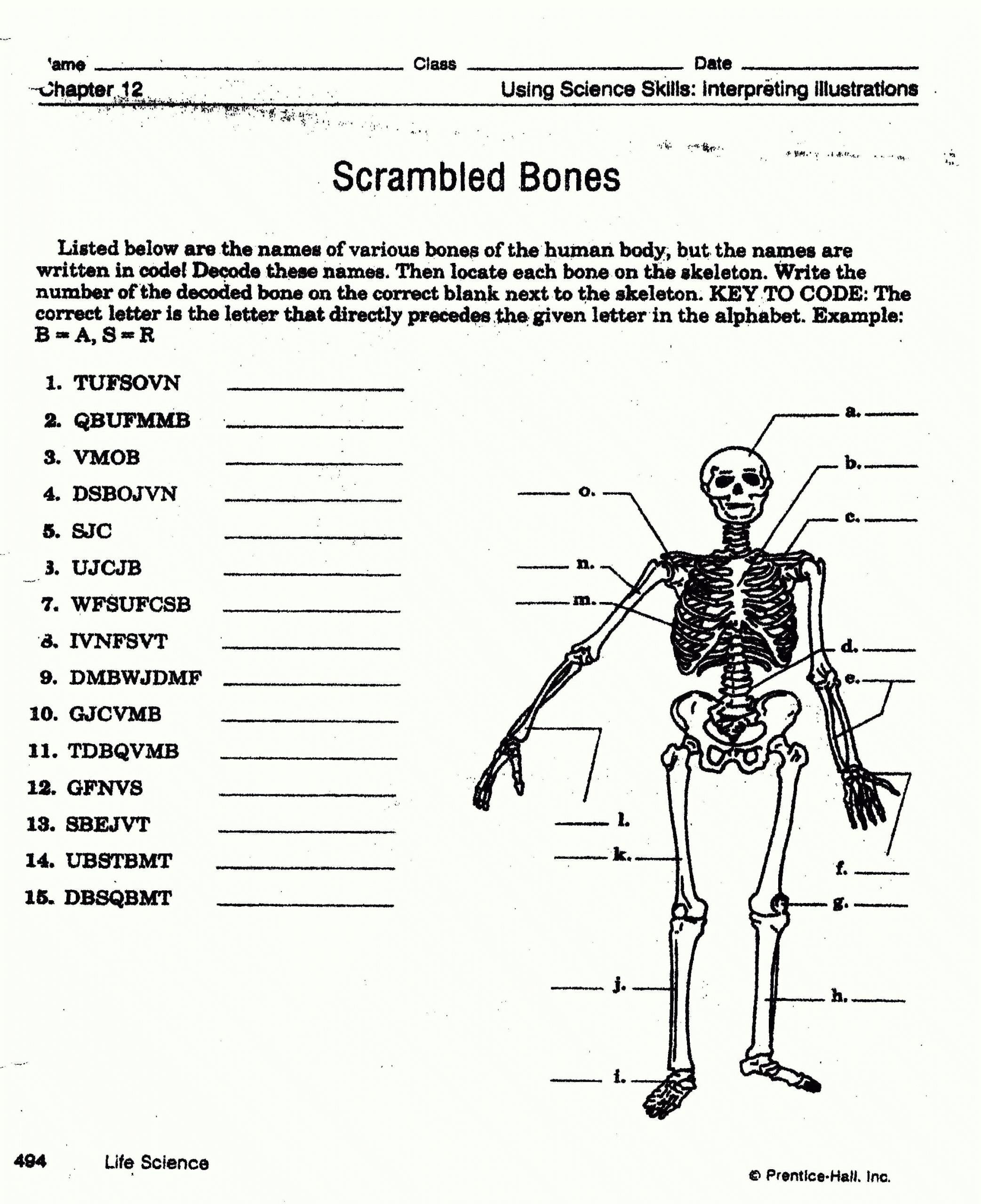The Muscular System Worksheet Answers In Appendicular Skeleton Worksheet Answers