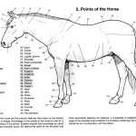The Points Of The Horse – Horse Anatomy For Parts Of The Horse Worksheet