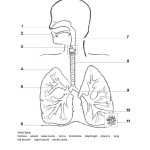 The Respiratory System Diagram Worksheet for Respiratory System Worksheet Pdf
