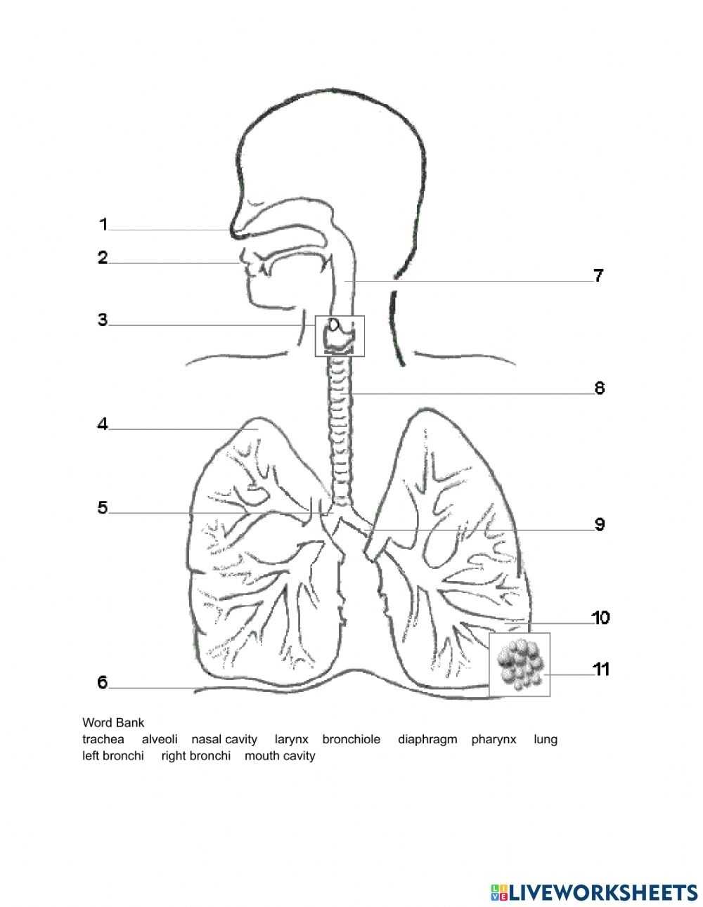 The Respiratory System Diagram Worksheet for Respiratory System Worksheet Pdf