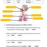 The Respiratory System Interactive Worksheet Within Respiratory System Worksheet Answer Key