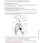 The Respiratory System Worksheet – Nidecmege Throughout The Respiratory System Worksheet