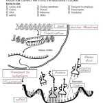 Transcription And Translation Practice Worksheet Answer Key inside Translation And Transcription Worksheet