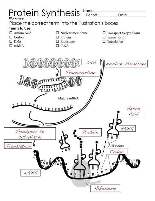 Transcription And Translation Practice Worksheet Answer Key inside Translation And Transcription Worksheet