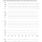 Transcription And Translation Worksheet Answer Key : Dna Replication And Transcription Worksheet With Transcription And Translation Worksheet