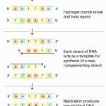 Translation And Transcription Worksheet Intended For Transcription And Translation Worksheet