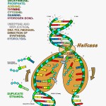 Transparent Double Helix Png – Dna Replication Coloring Worksheet Regarding Dna Replication Coloring Worksheet