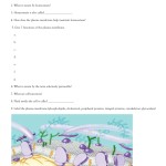 Transport Across Membranes Powerpoint Worksheet With Membrane Structure And Function Worksheet