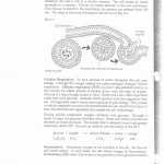 Transport In Cells Worksheet Answer Key With Cellular Transport Worksheet Answer Key