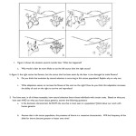 Types Of Evolution Worksheet within Types Of Evolution Worksheet