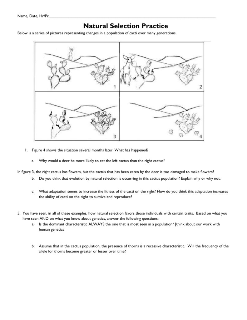 Types Of Evolution Worksheet within Types Of Evolution Worksheet