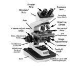 Using The Microscope Worksheet Answers / Solved You May Upload A Copy Of The Worksheet With Inside Parts Of A Microscope Worksheet