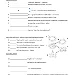 Virus And Bacteria Worksheet Answer Key — Db Excel For Viruses And Bacteria Worksheet