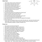 Water Carbon And Nitrogen Cycle Worksheet Answer Key — Db Excel Intended For Cycles Worksheet Answer Key