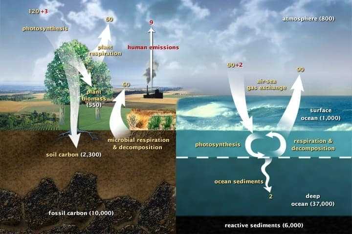 Where Does The Earth Store All Its Carbon? - Geography Realm Intended For Carbon Cycle Diagram Worksheet