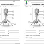 Worksheet. Virus And Bacteria Worksheet. Grass Fedjp Worksheet Study Site intended for Virus And Bacteria Worksheet