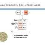 X Linked Genetics In The Calico Cat Worksheet Within Genetics X Linked Genes Worksheet