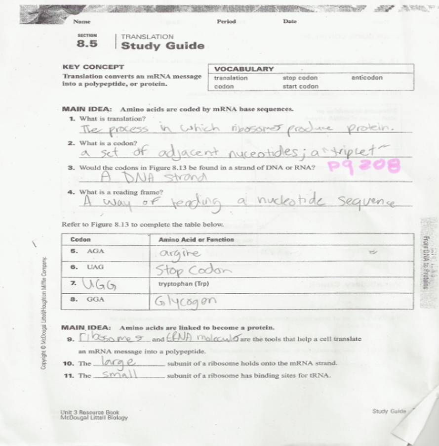 Zane'S Dna: Transcription/Translation Worksheets with regard to Dna Transcription And Translation Worksheet